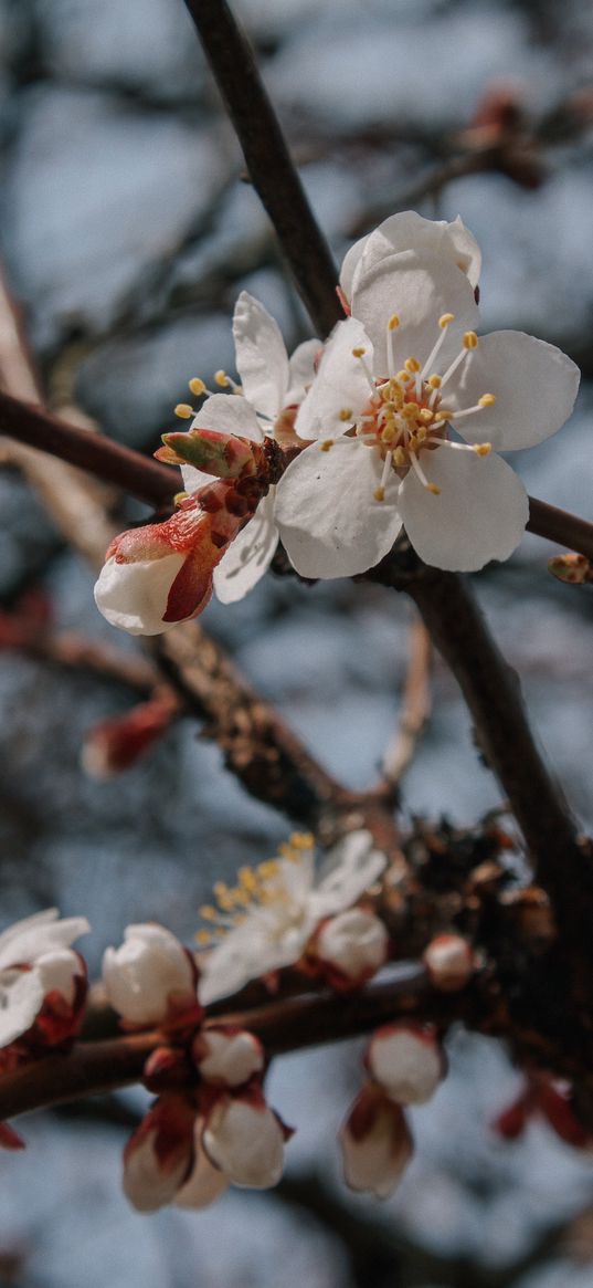 apricot, flowers, branches, tree, spring, nature