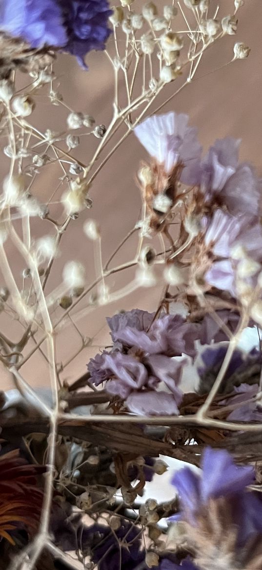 tea, dried flowers, table