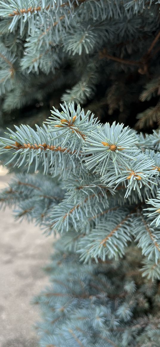 needles, branches, spruce, tree, nature