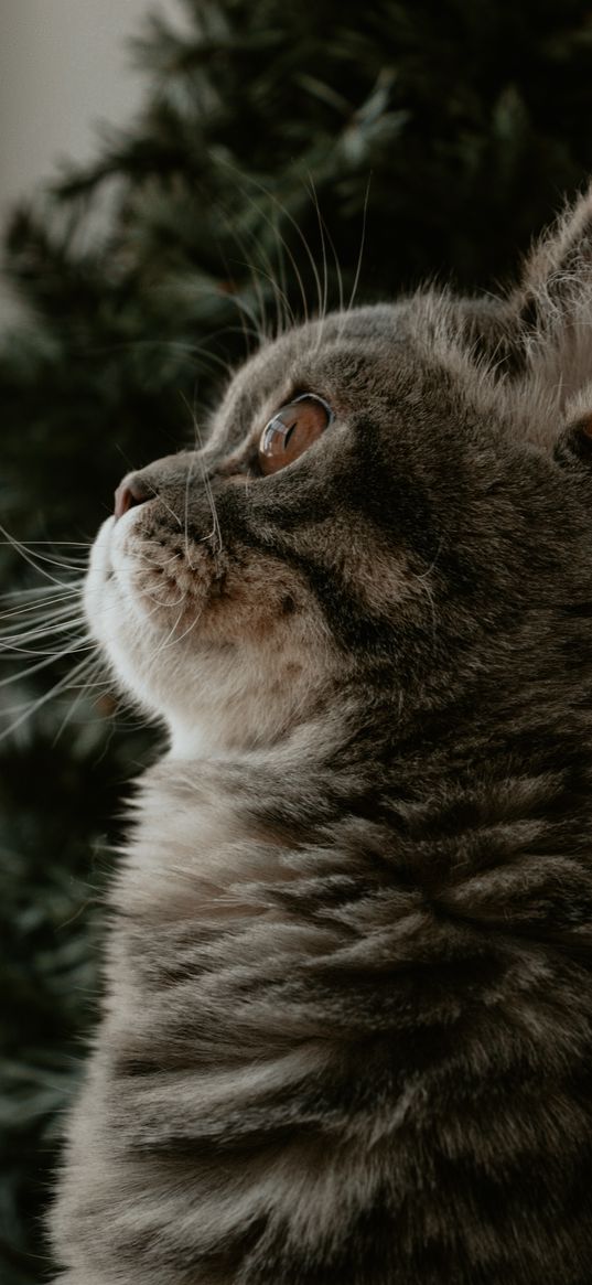 cat, christmas tree, pet, fluffy, cute, animal