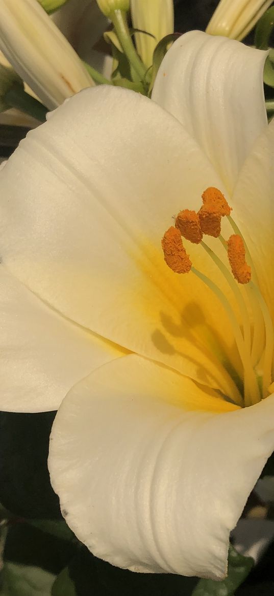 lily, flower, white, plant, nature