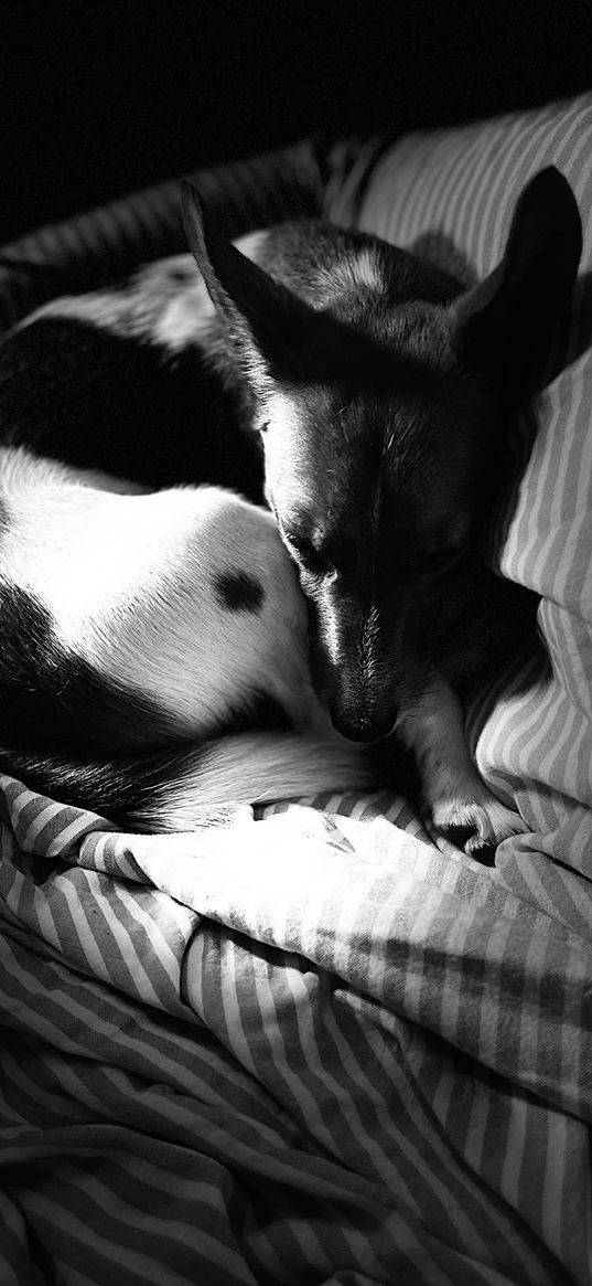 dog, jack russell, black and white