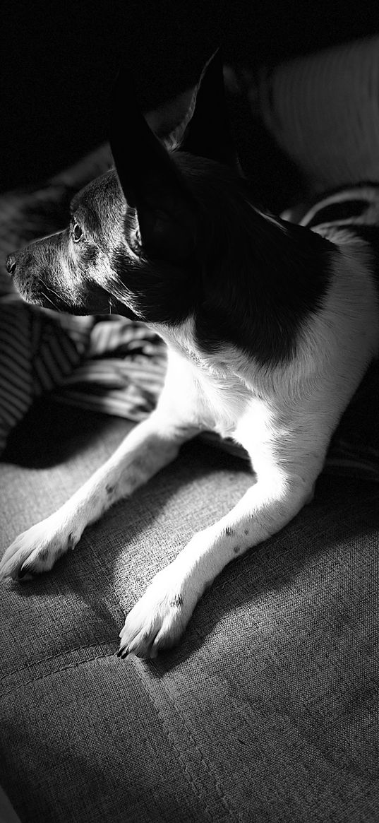 dog, jack russell, black and white, sofa