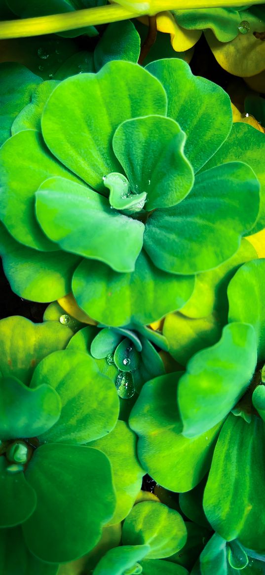 pistia, leaves, water, drops