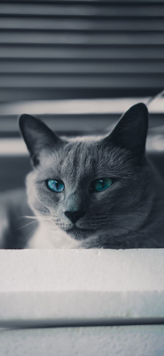 cat, pet, green eyes, window, animal