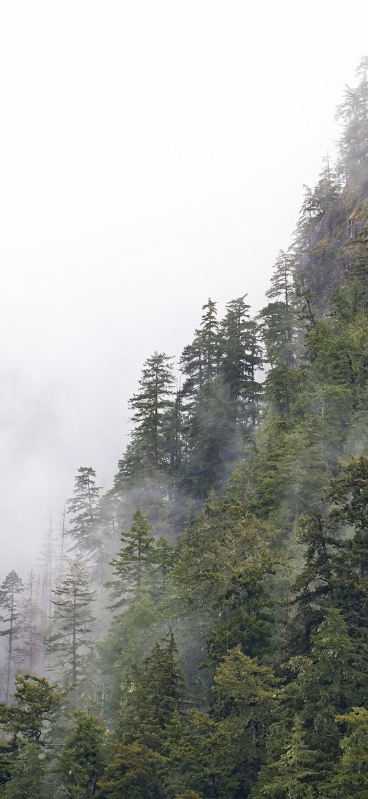 forest, trees, fog, peaks, mountain