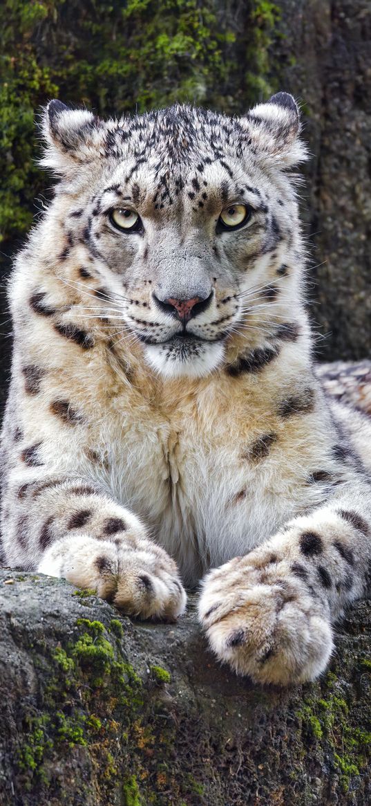 snow leopard, big cat, predator, recreation