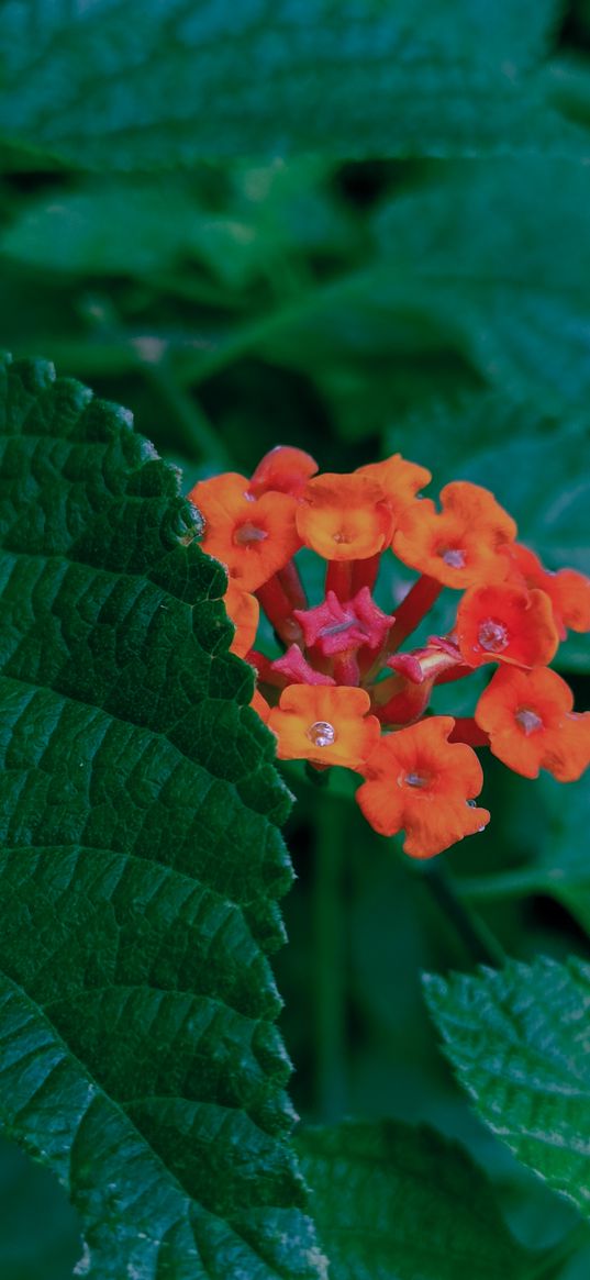 lantana, flowers, leaves, green