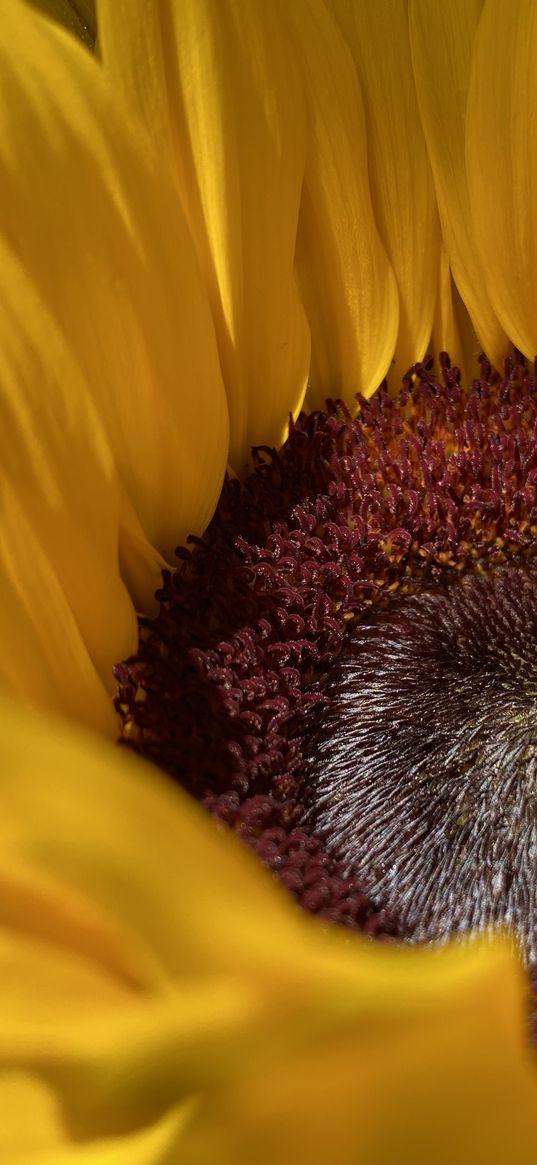 sunflower, yellow, happy, flower