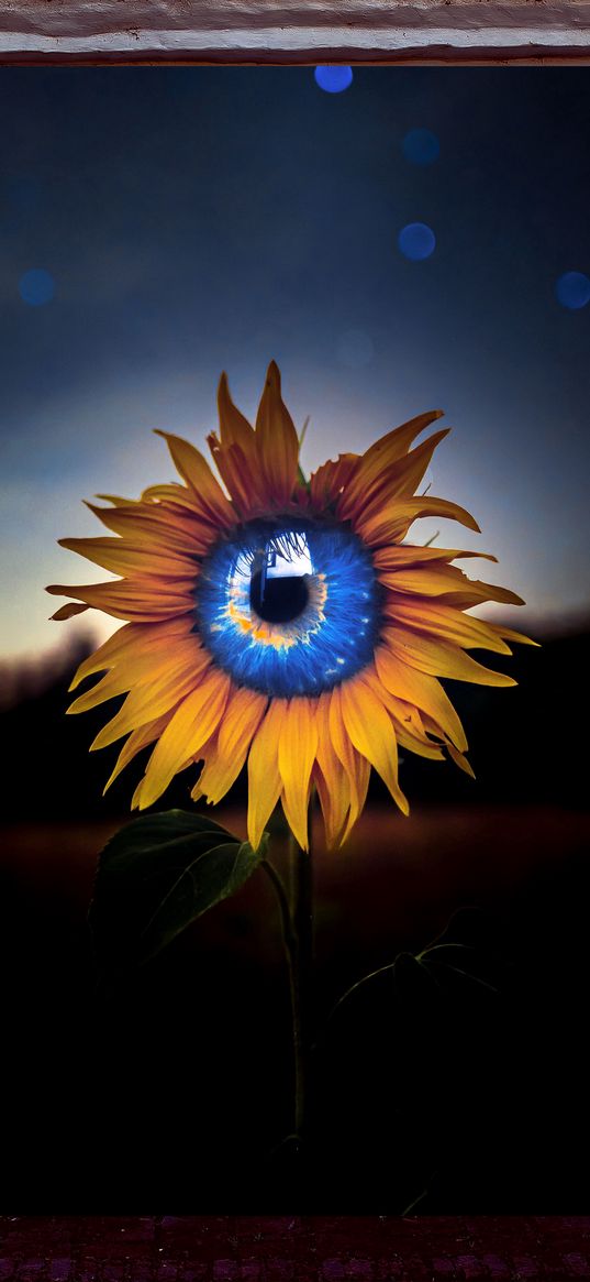 sunflower, flower, eye, field, twilight, bokeh