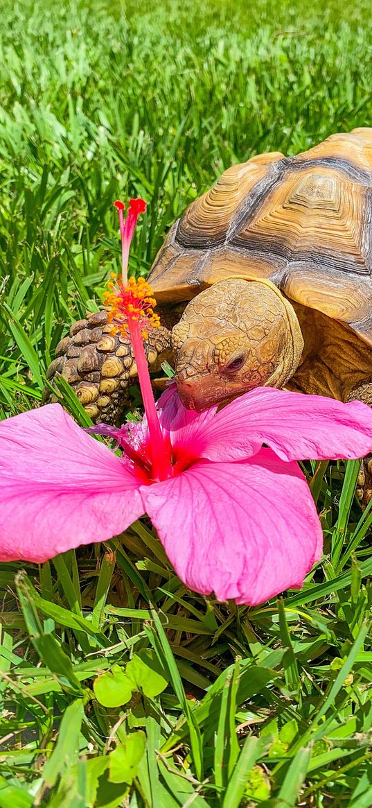 flower, turtle, grass, animal, nature