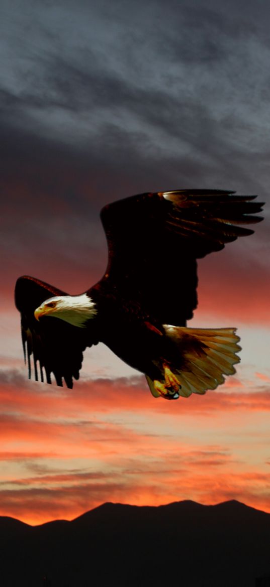 eagle, bird, mountains, clouds, sunset, sky