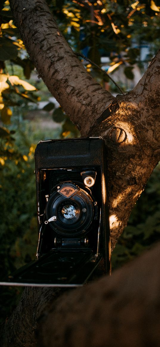 camera, retro, vintage, leaves, tree, garden, technique