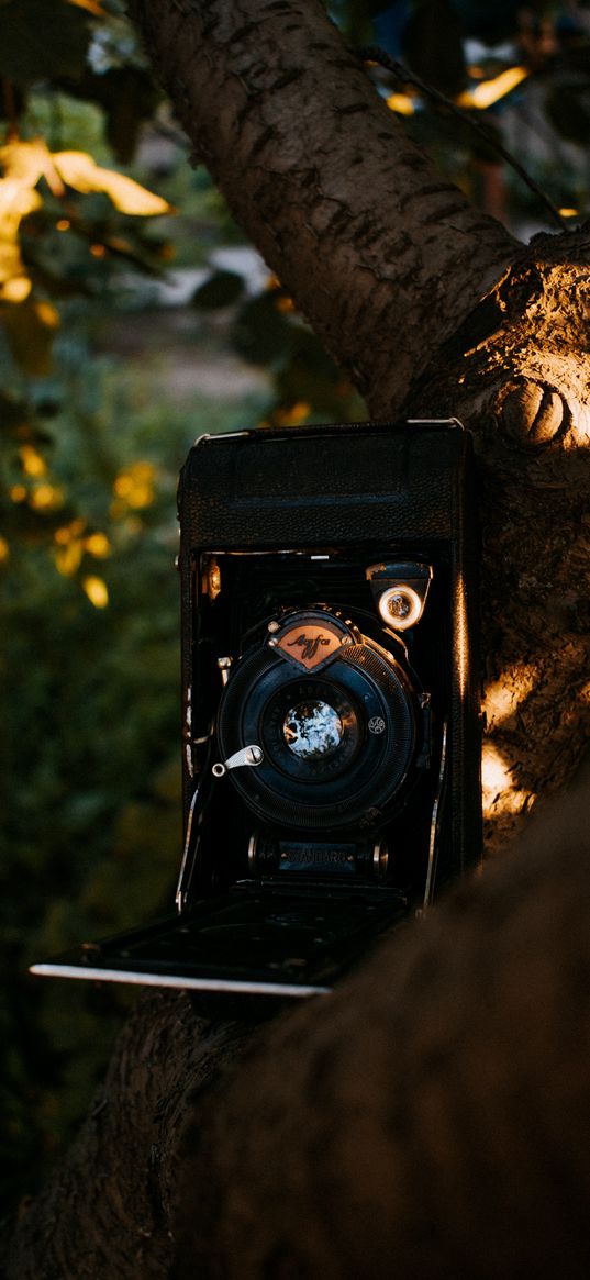 camera, retro, vintage, leaves, tree, ray, sun, technique