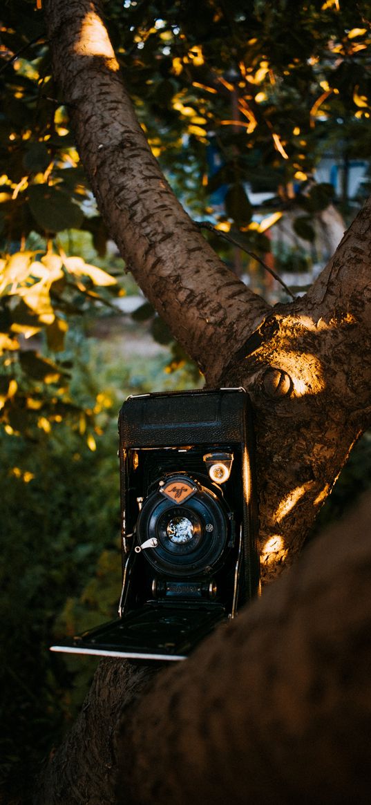 camera, retro, vintage, leaves, tree, garden, ray, sun, technique