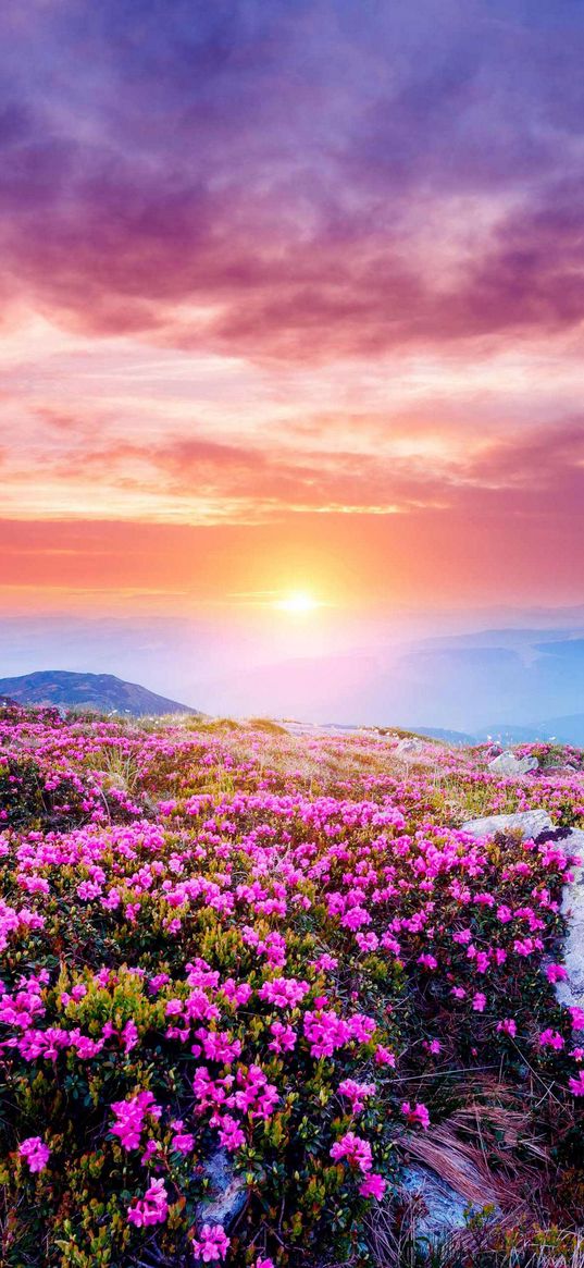 flowers, field, mountains, hill, valley, sun, clouds, sunset, landscape, nature