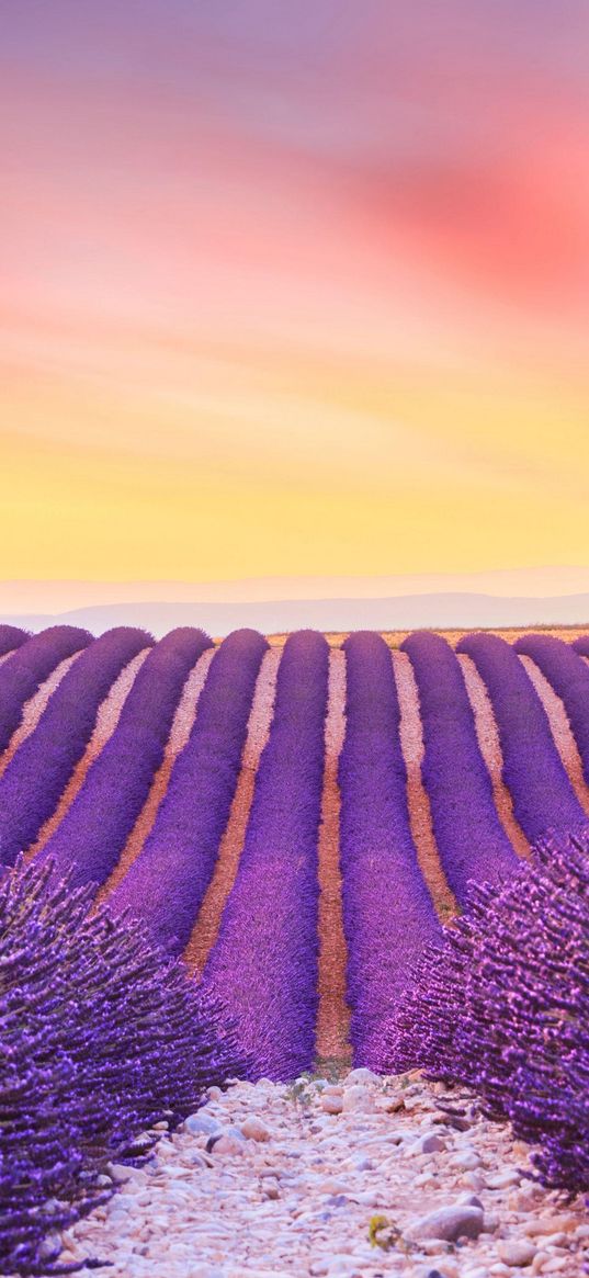 lavender, flowers, plantation, field, purple, stones, sky, sunset, nature