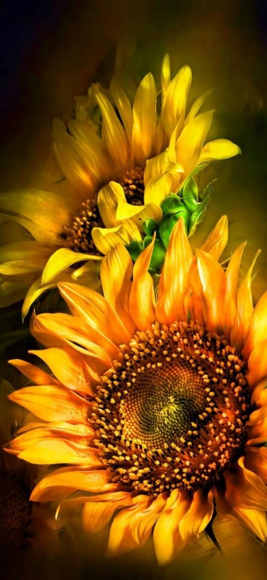 sunflowers, flowers, yellow, plant, nature