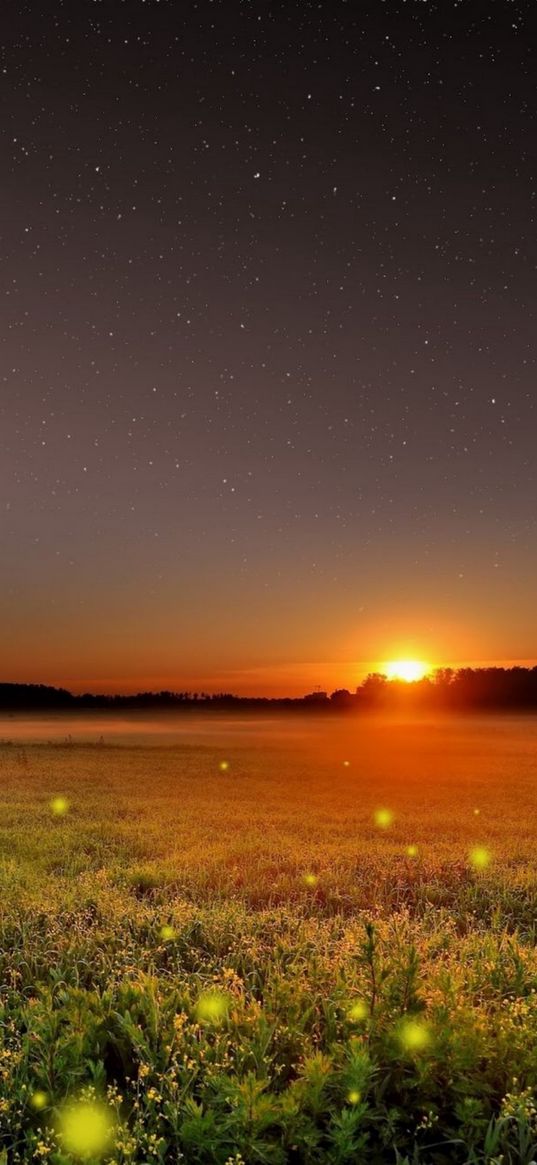 field, pollen, sun, sunset, starry sky, stars, nature