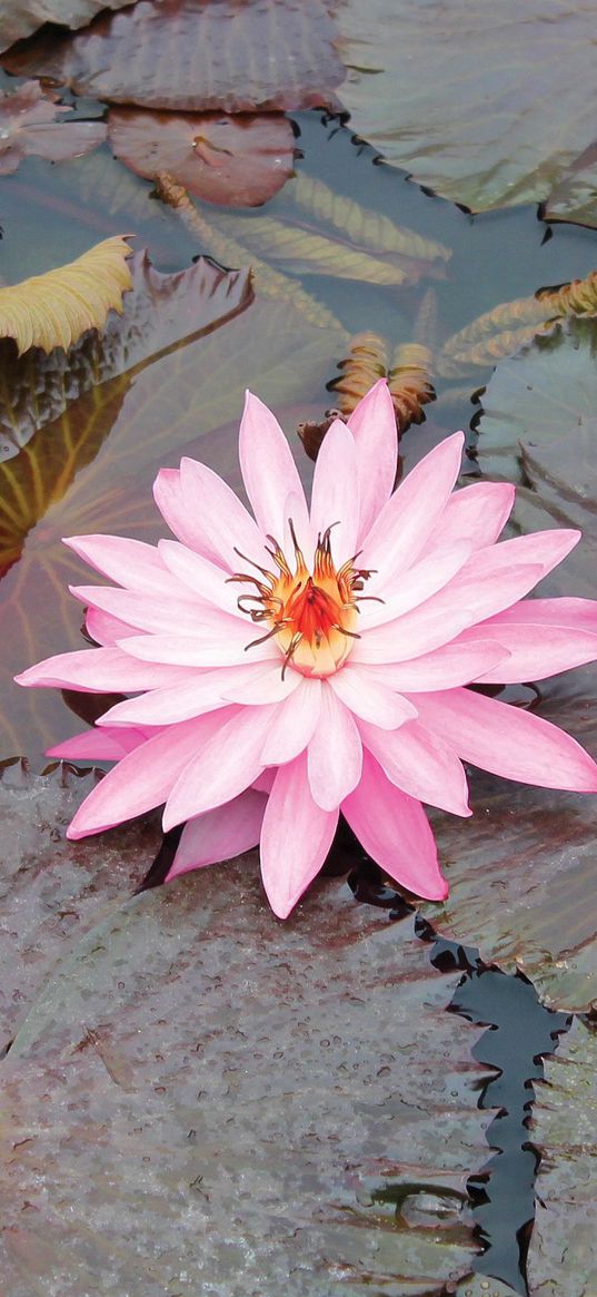 lily, pink, leaves, water, swamp, beauty