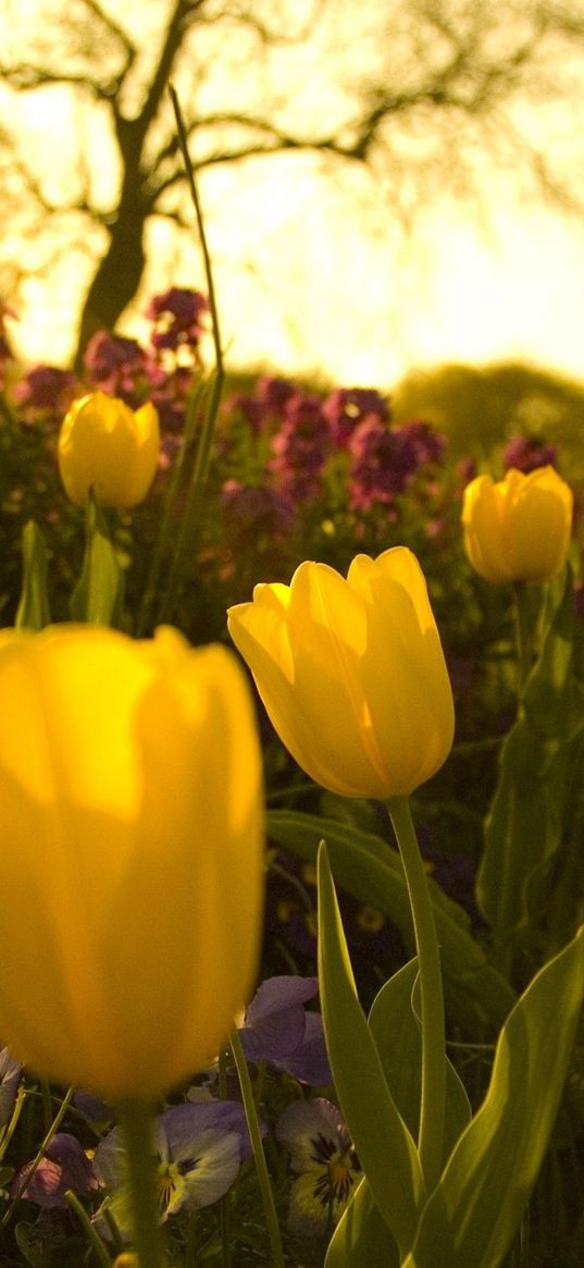 tulips, pansies, flowerbed, green, night, garden