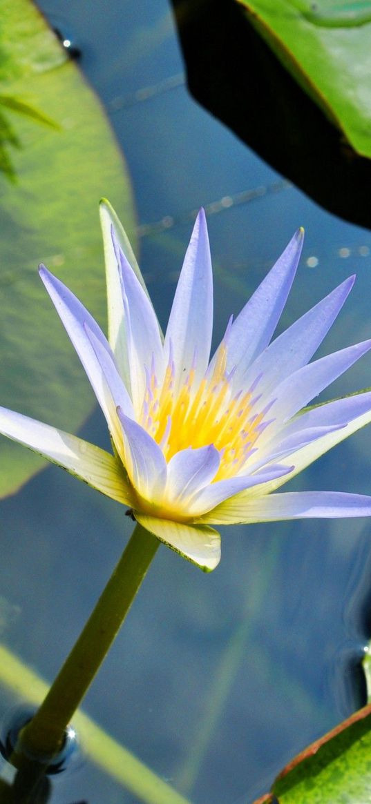 water lily, water, leaves, mud, drops, green