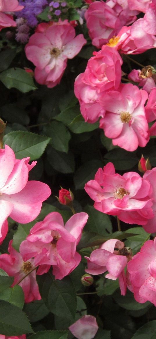 rose, flower, shrub, leaves