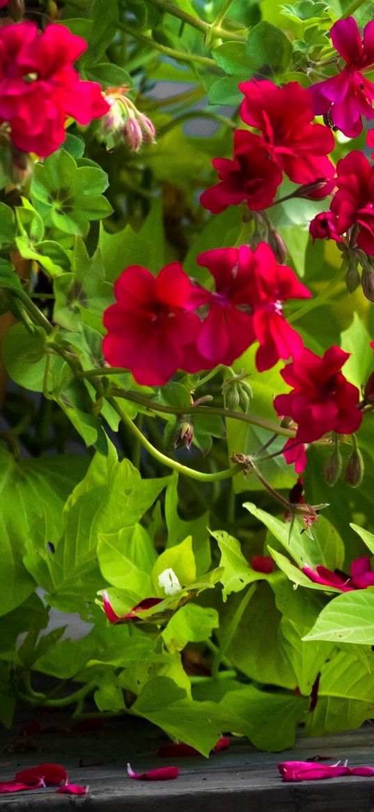 flowers, bindweed, pots, leaves, petals