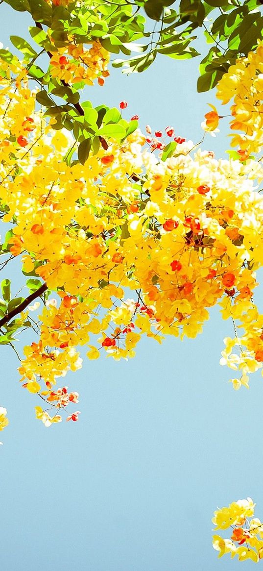 blossoms, twigs, greenery, sky, sunny, mood