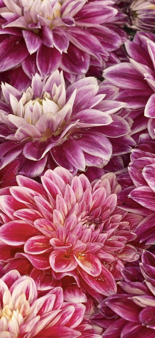 chrysanthemums, flowers, buds, water, swim