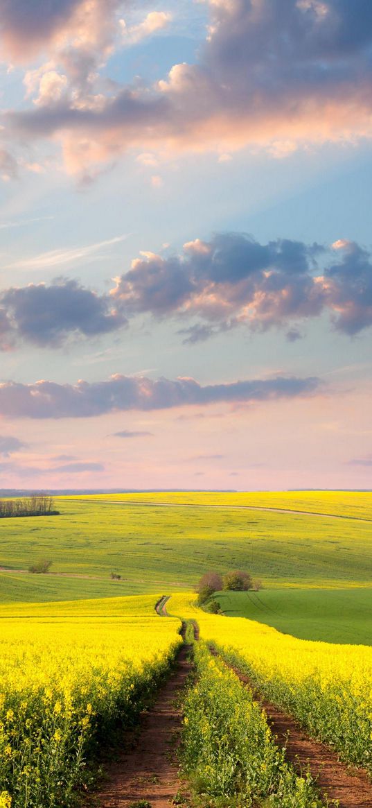 road, field, flowers, hill, valley, landscape, clouds, sky, nature