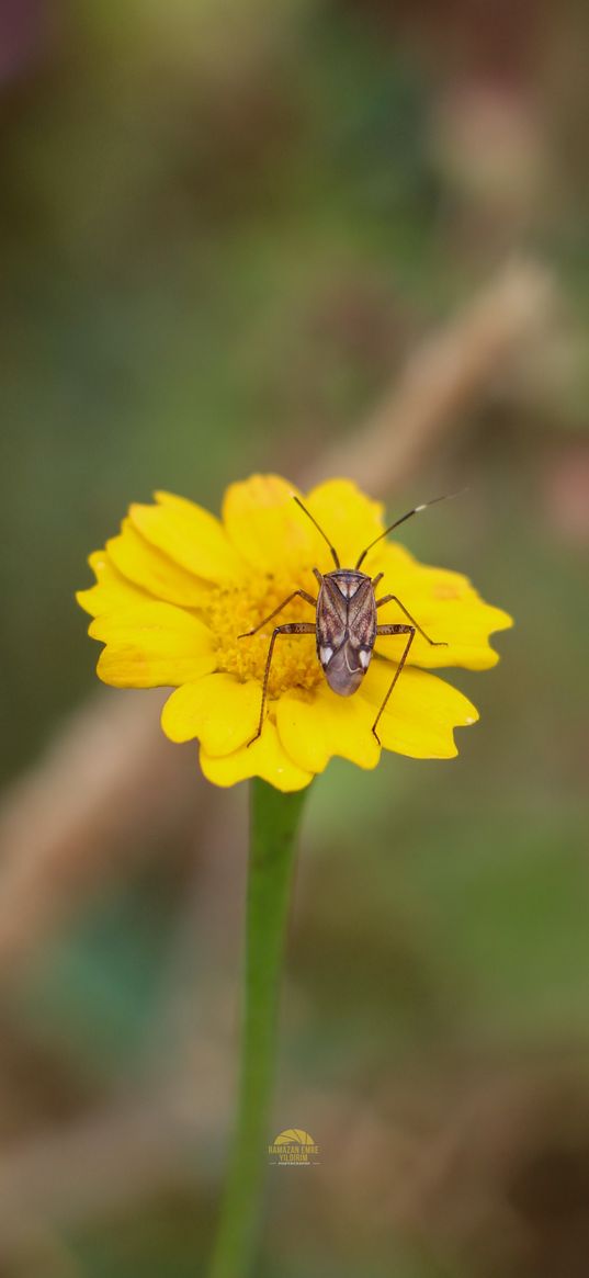 flower, yellow, beetle, insect, blur