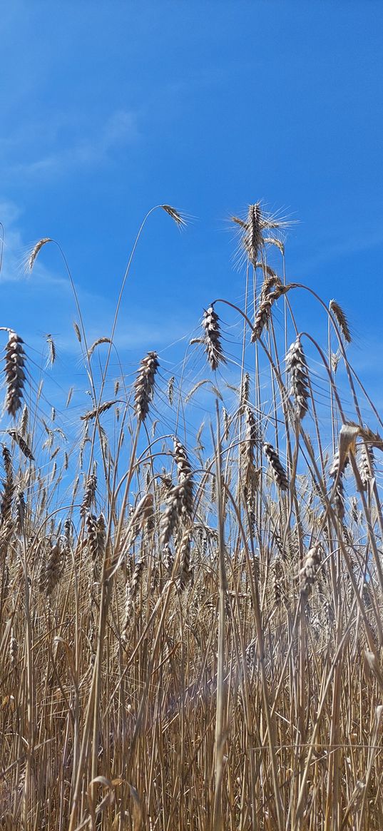 field, sky, spike