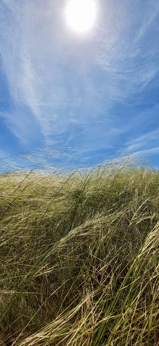 steppe, sky, field, grass