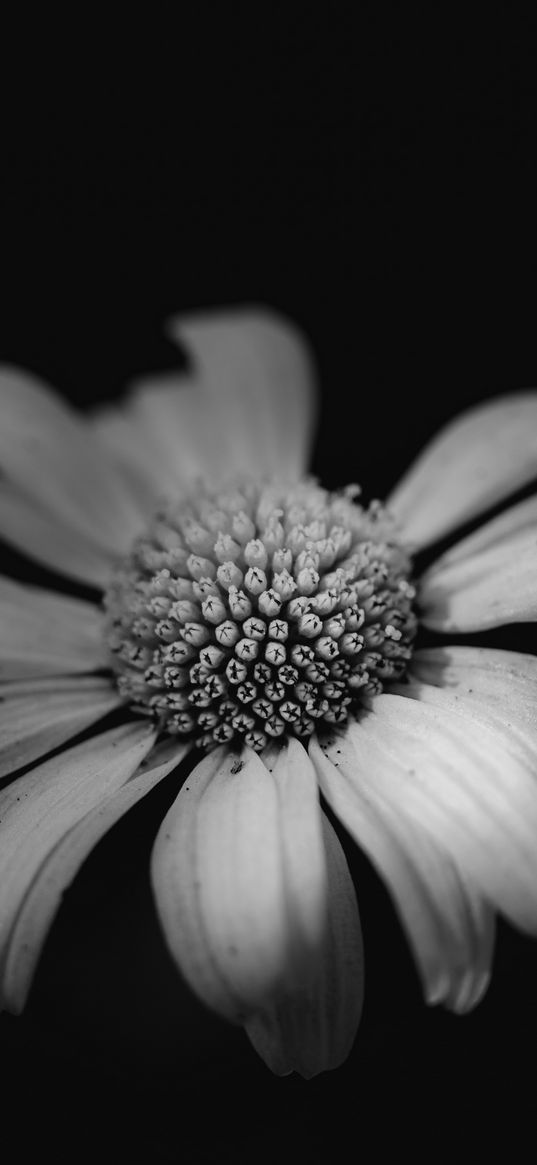 daisy, macro, flower, black and white