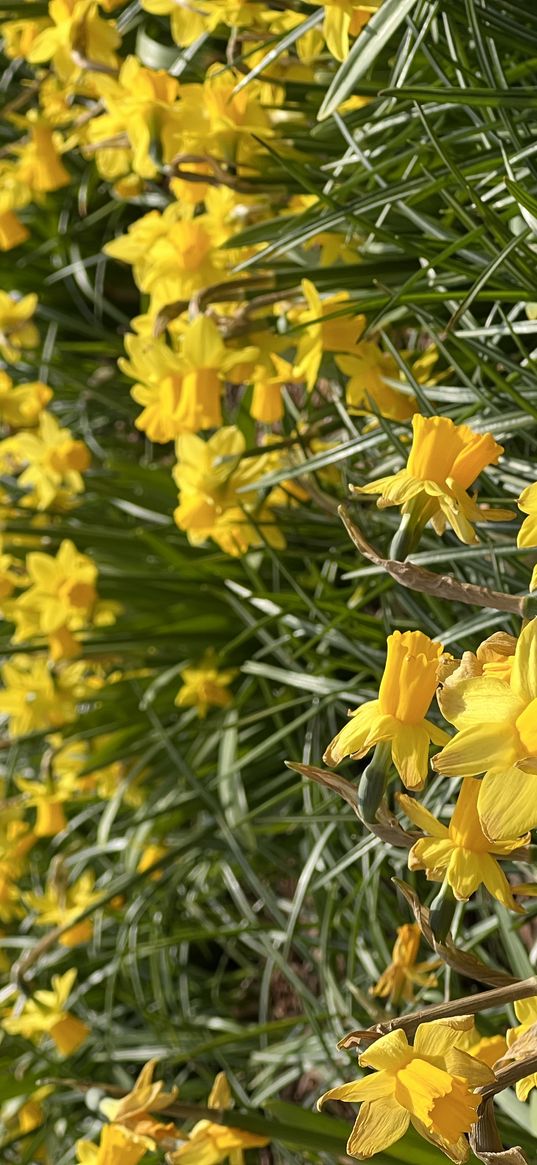 narcissus, flowers, yellow, grass, nature