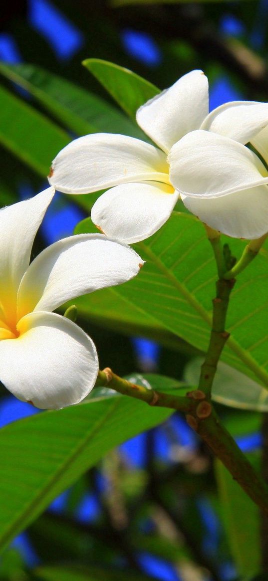 plumeria, bush, green, sunny, leaves