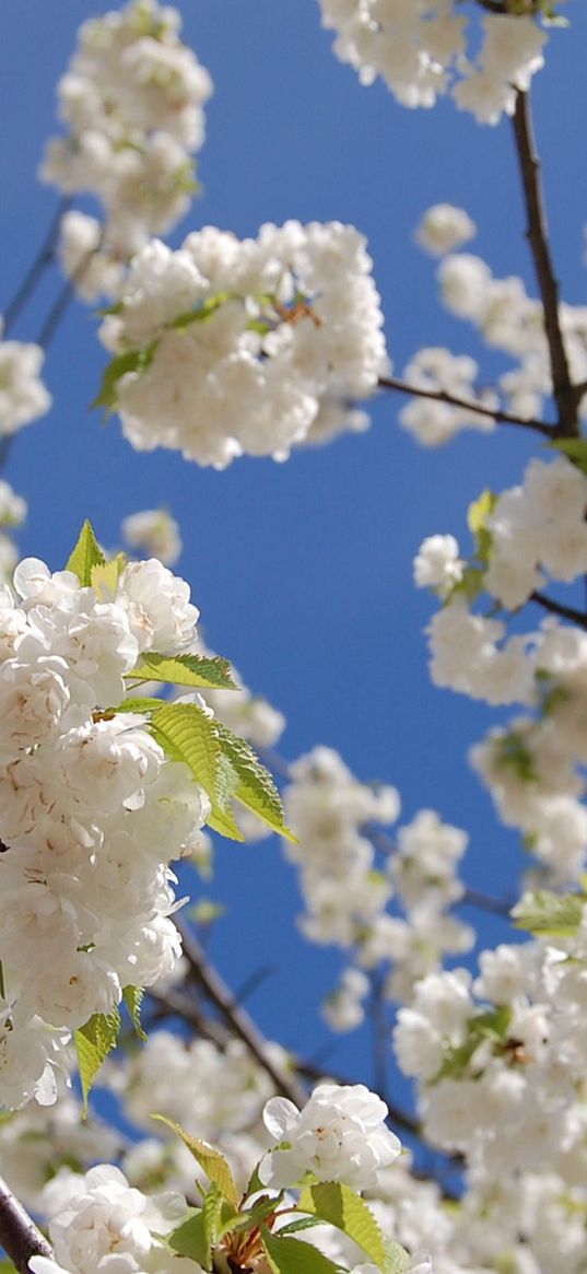 blossoms, snowy, spring, sky, leaves