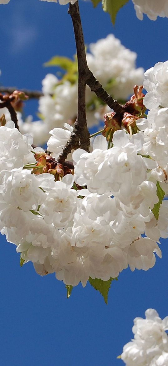 blossoms, snowy, spring, branches, leaves, mood, sky