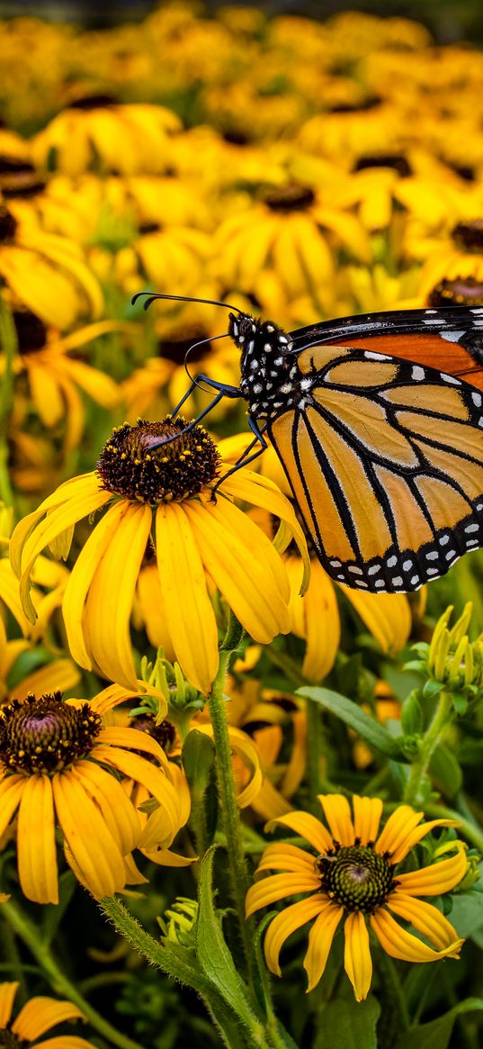 monarch, butterfly, rudbeckia, flowers, macro