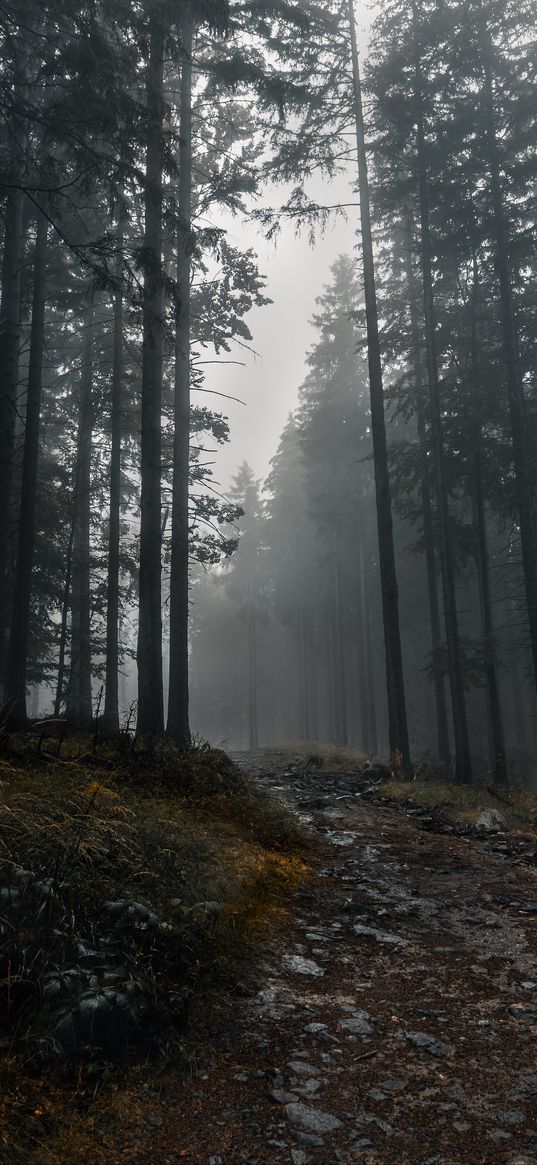 trail, forest, trees, fog, dark