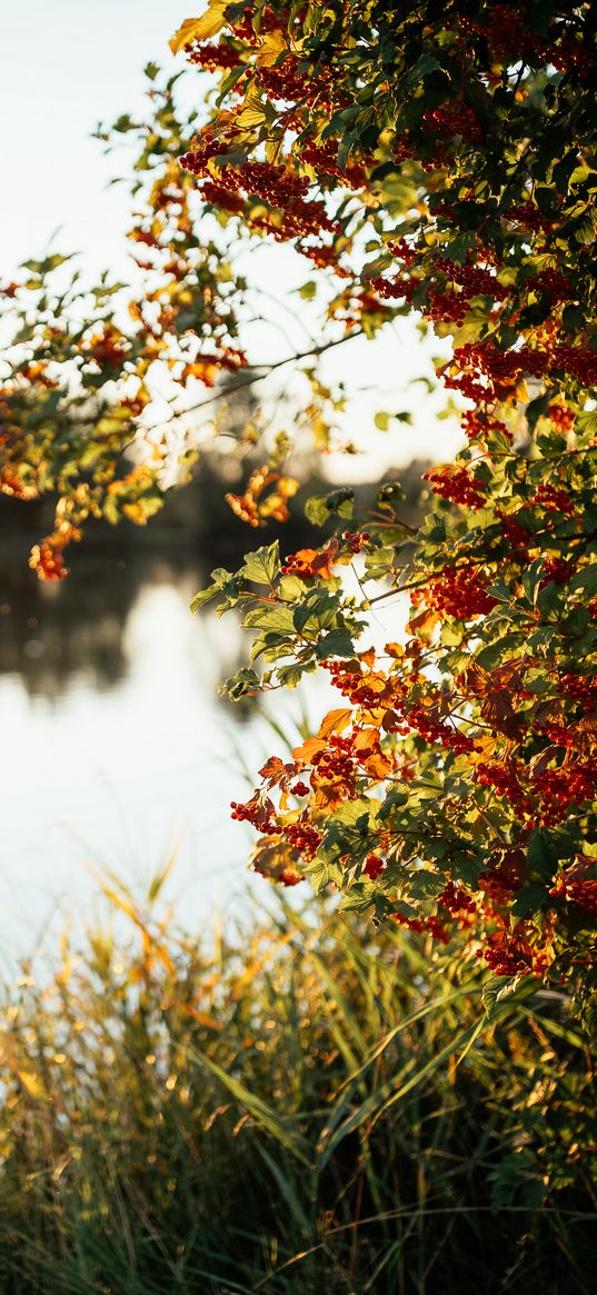 branches, grass, river, sunshine, nature