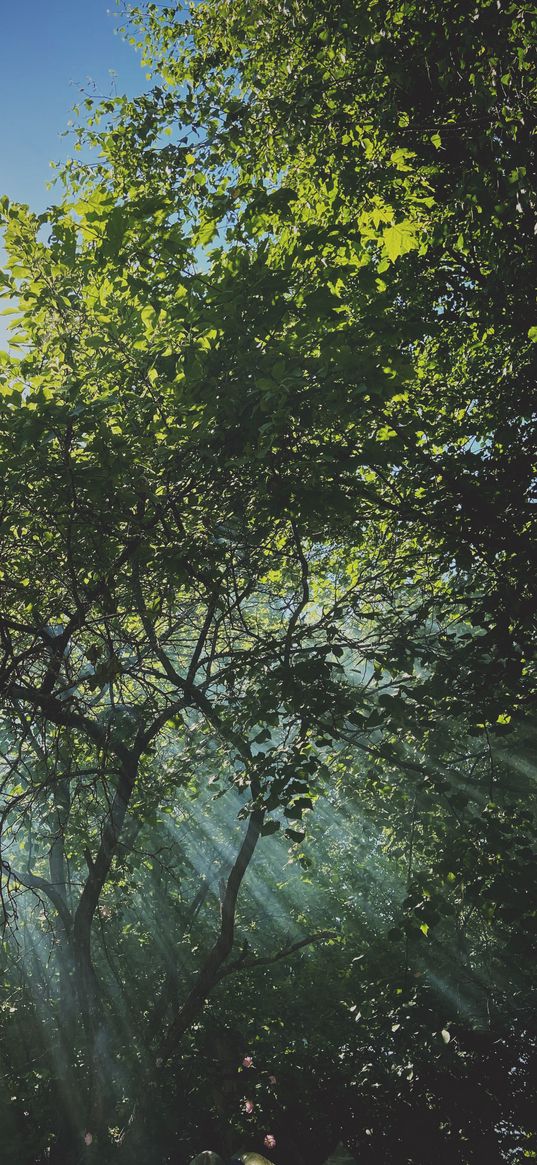 trees, forest, greenery, sky, sun rays