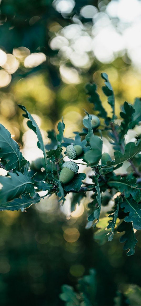 oak, leaves, branch, acorns