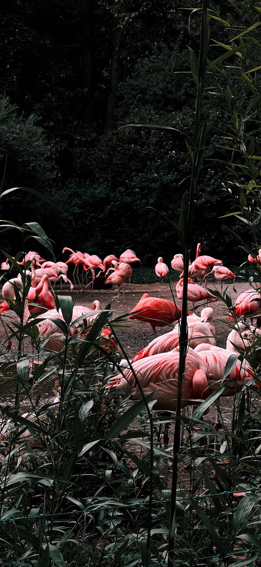 flamingos, birds, pink, plants, nature