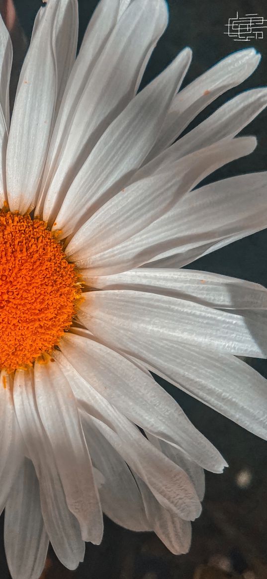 chamomile, flower, macro, hieroglyph