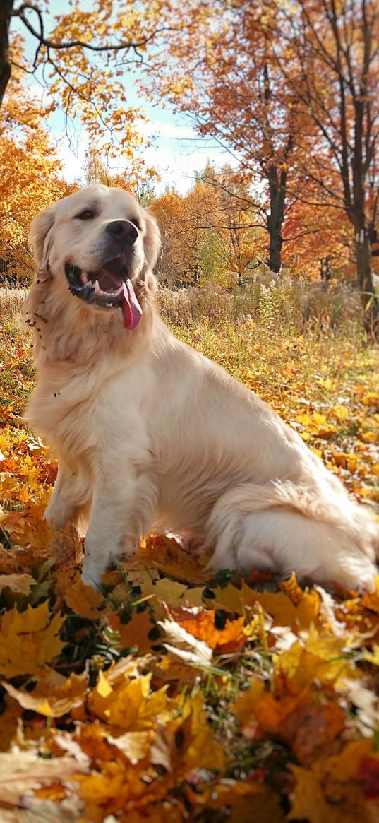 golden retriever, dog, white, tongue, autumn