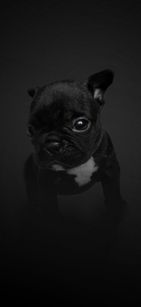 french bulldog, puppy, dog, black, cute