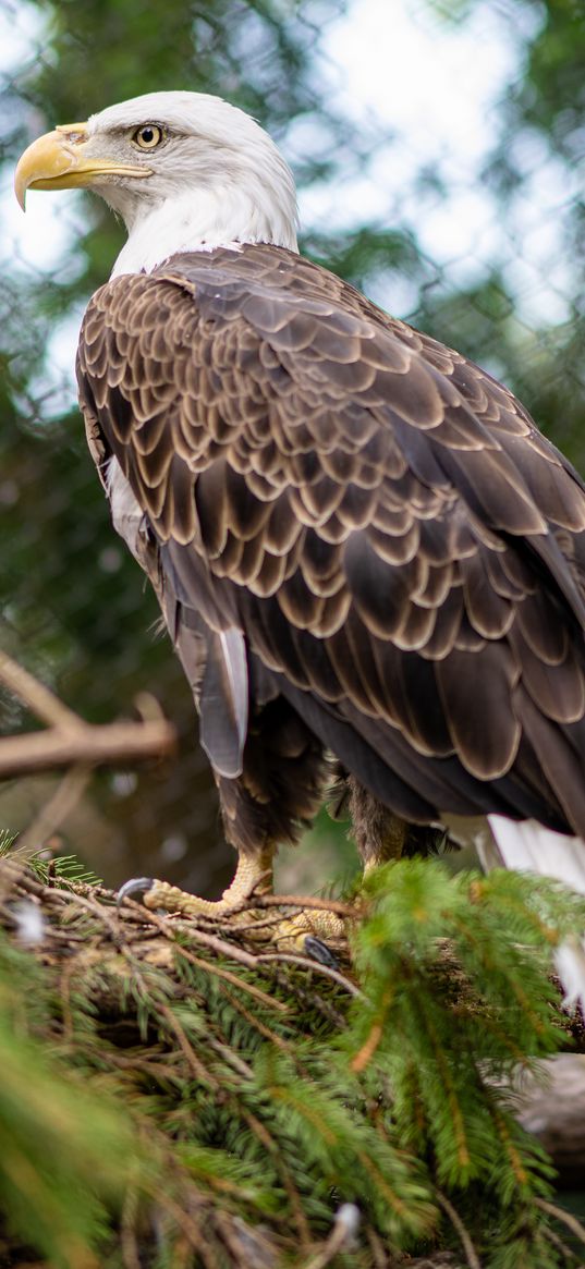 bald eagle, bird, beak, branches