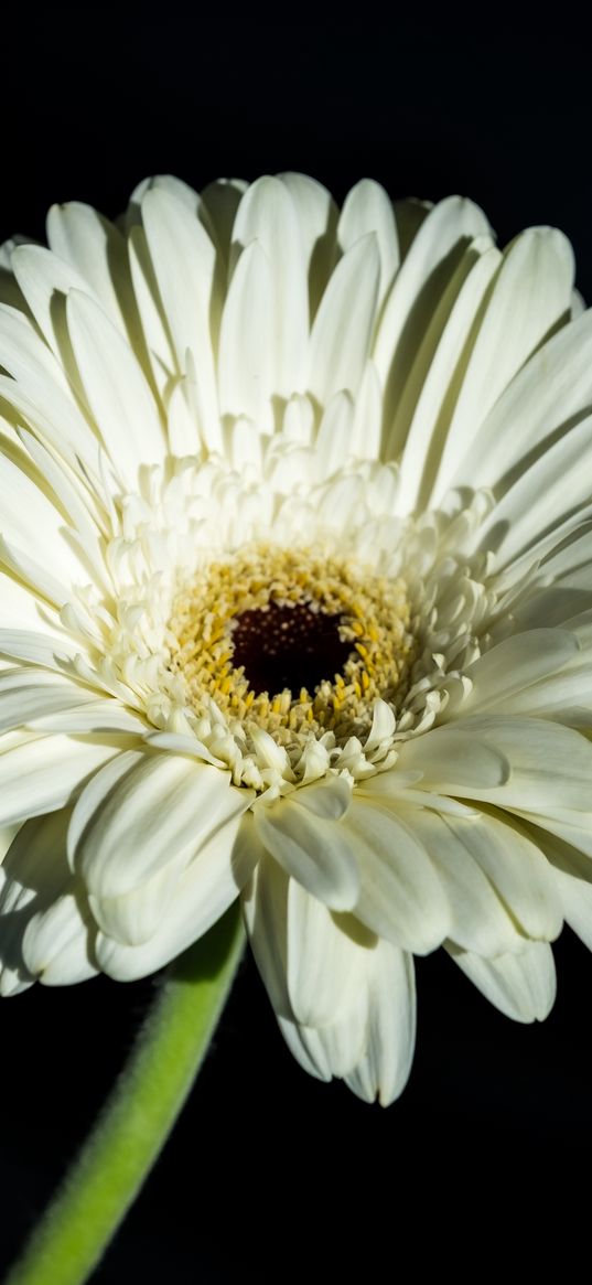 gerbera, petals, flower, white, macro